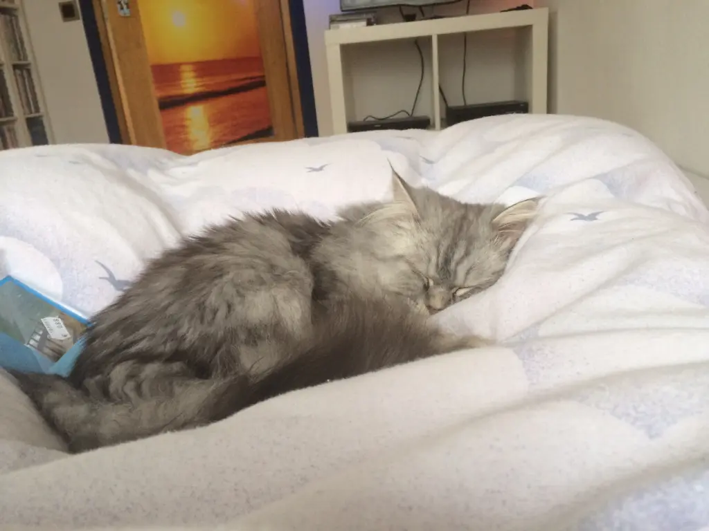 Image from Simba