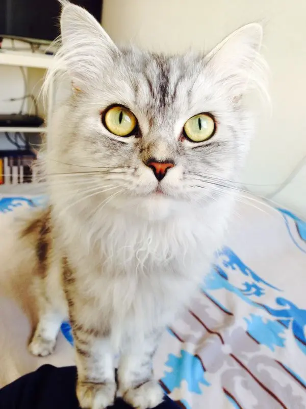 Image from Simba