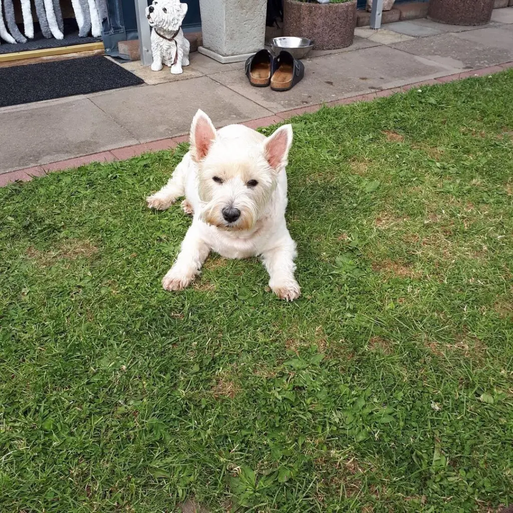Andachtsbild von Verena mit Olli tief im Herzen ♥️ 29.06.2019✨✨✨
