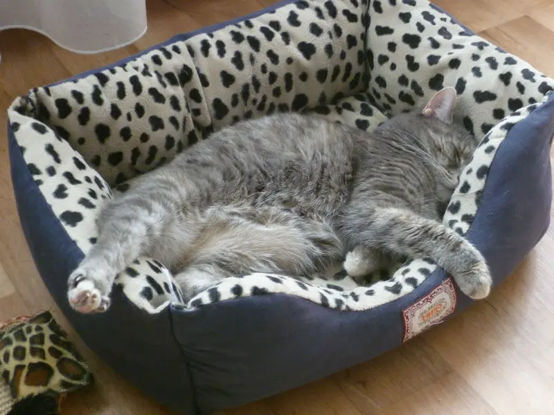 Andachtsbild von Sabine mit Tigerchen im Herzen