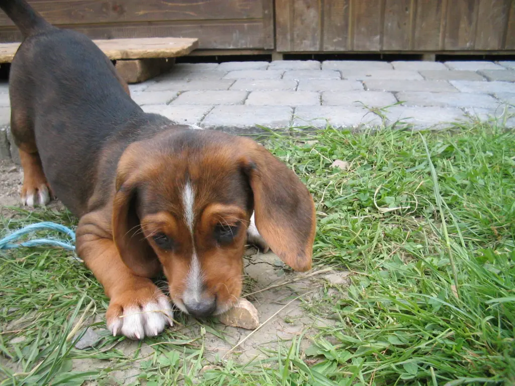 Bild von Filou