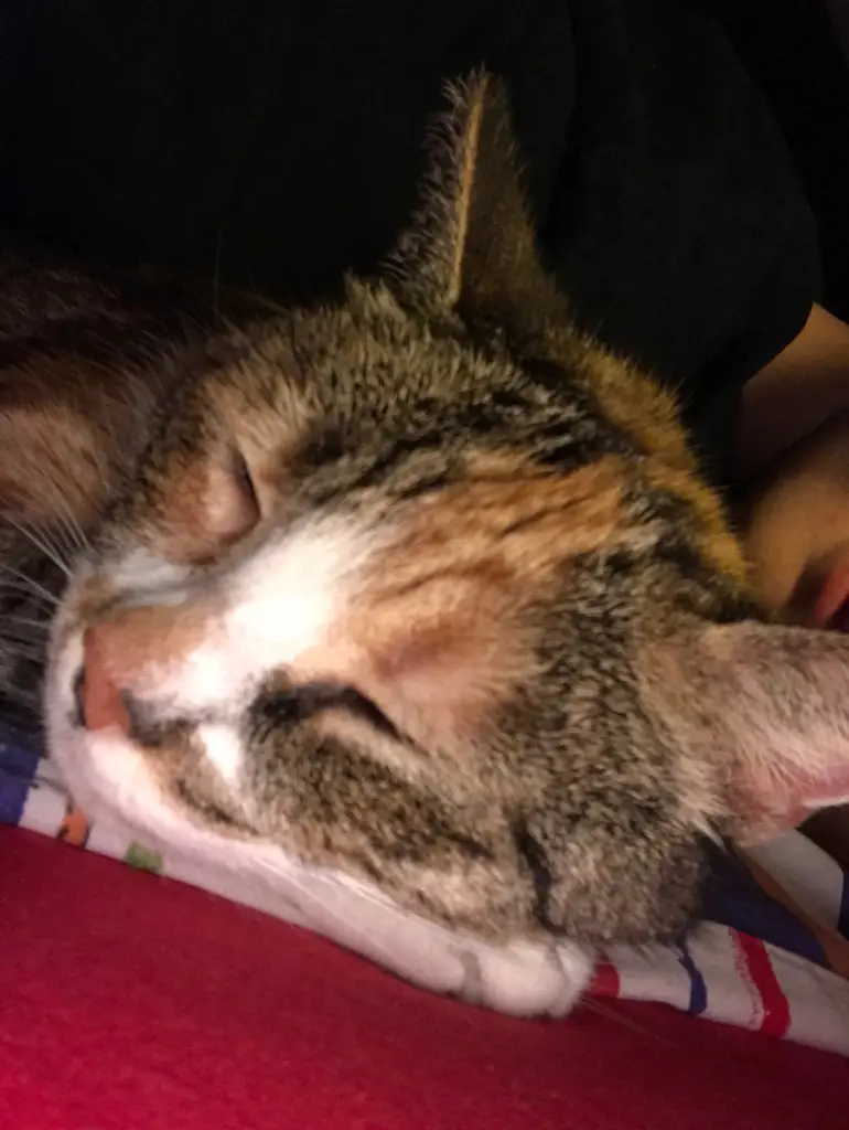 Image from Trixie