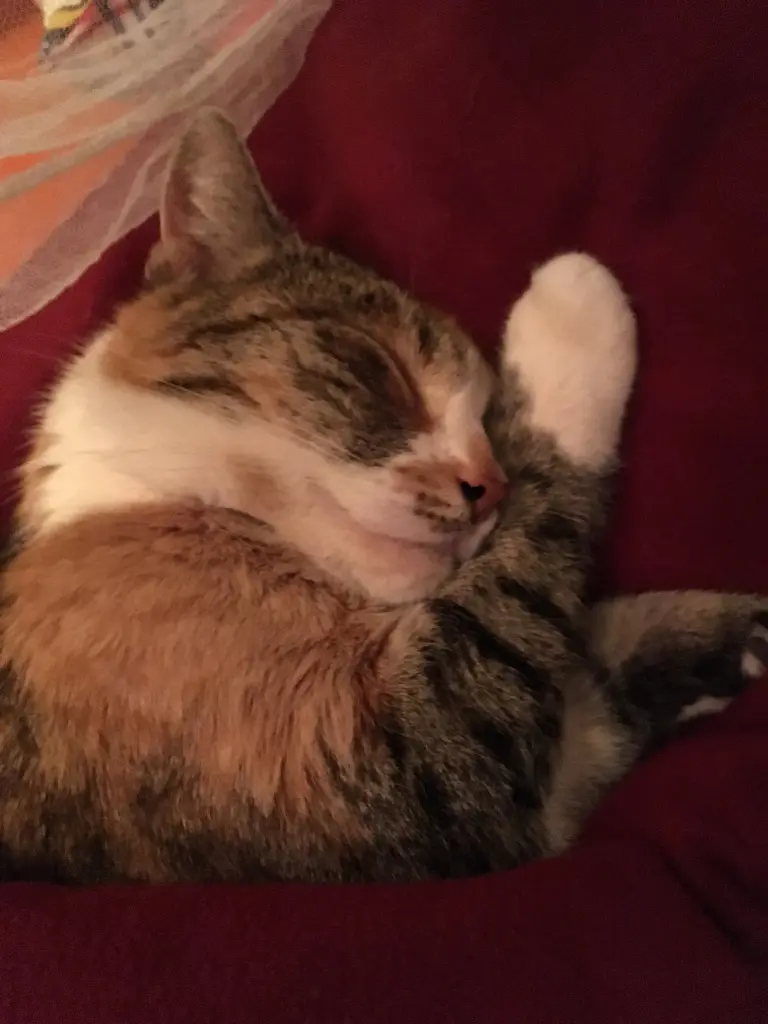 Image from Trixie