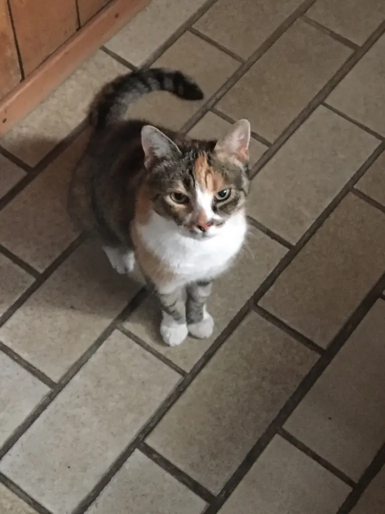 Image from Trixie