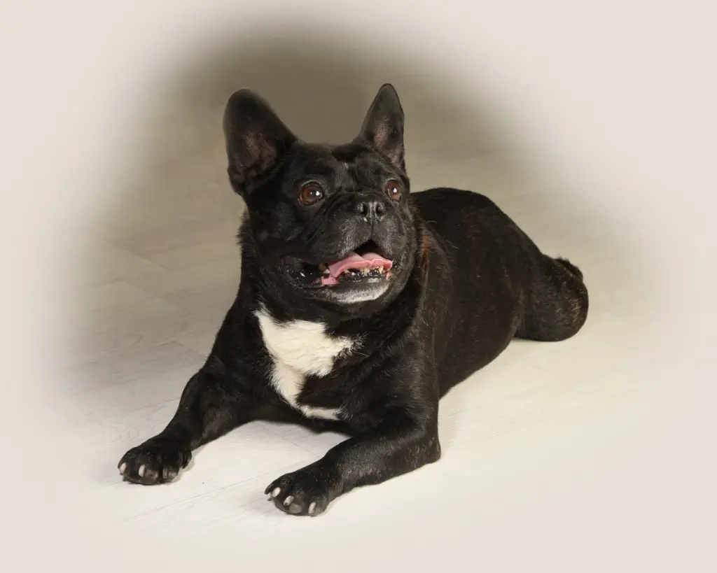 Image from Oscar