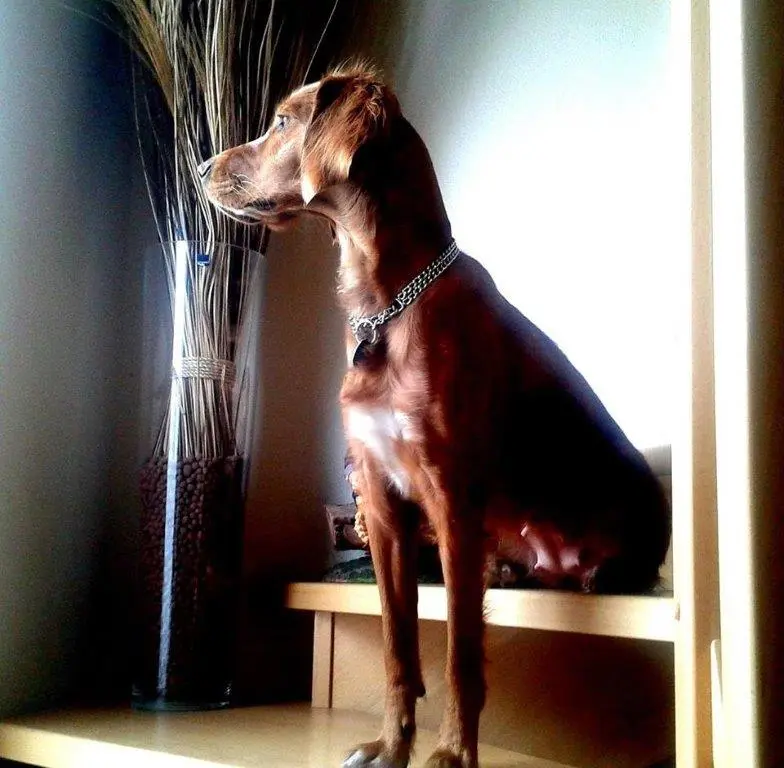 Image from Lilly
