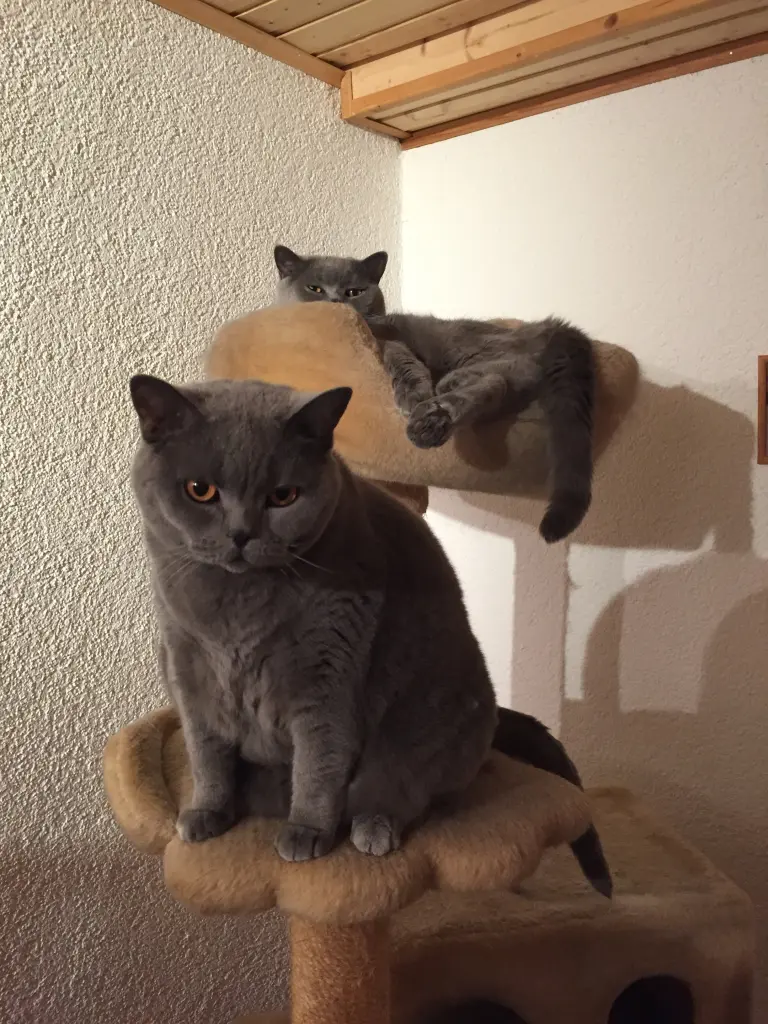 Image from Nelly