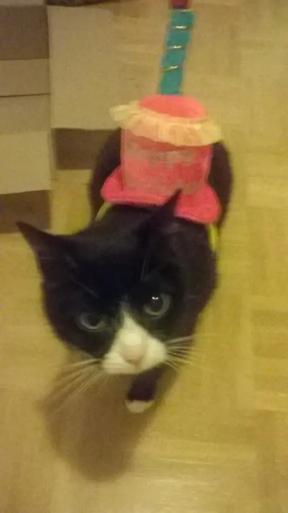 Image from Sassy