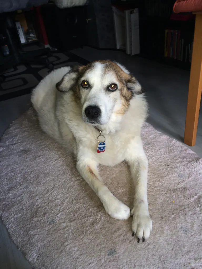 Image from Trixie