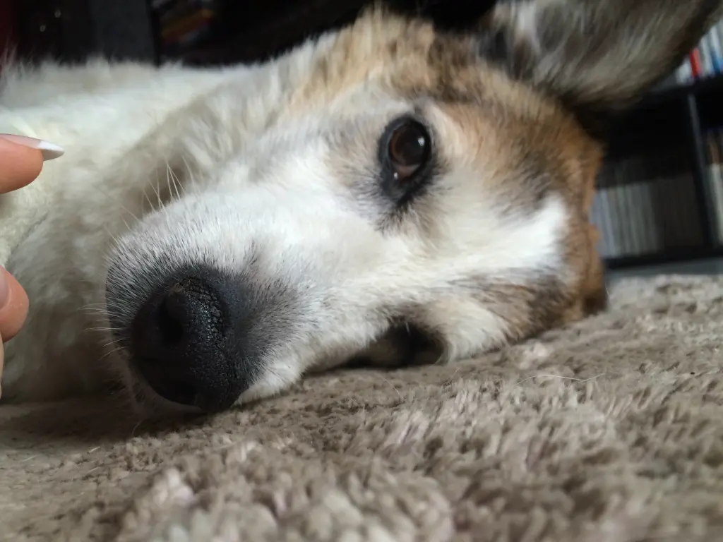 Image from Trixie