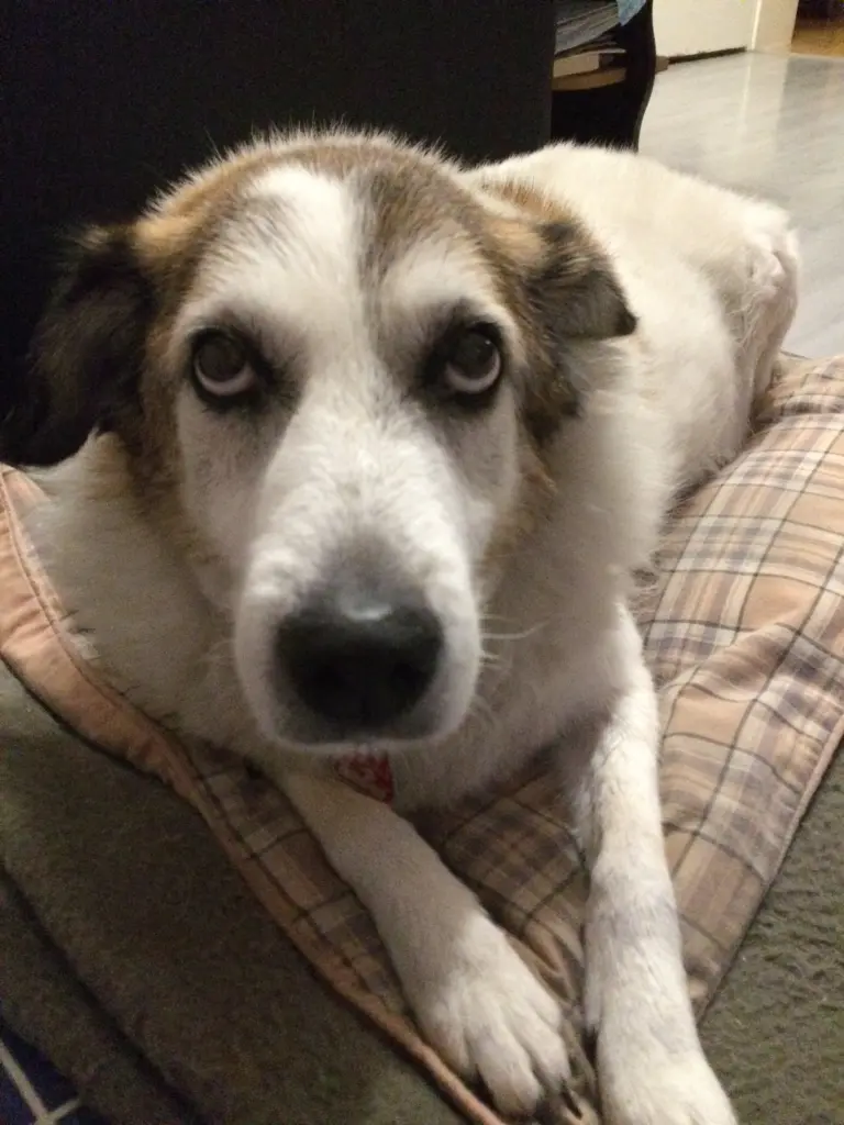 Image from Trixie
