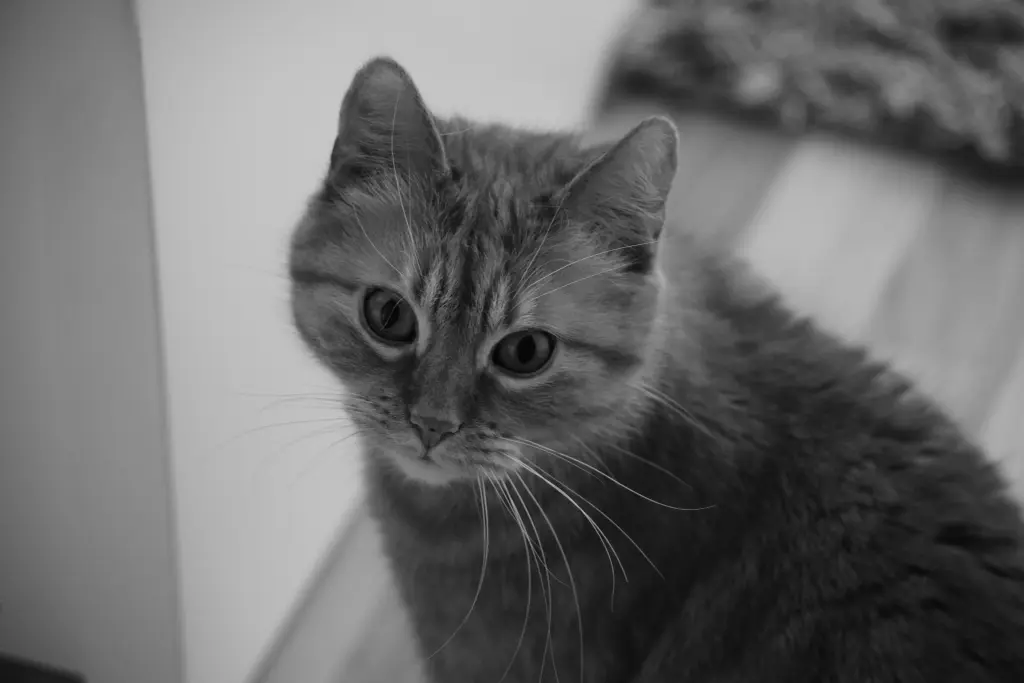 Image from Garfield
