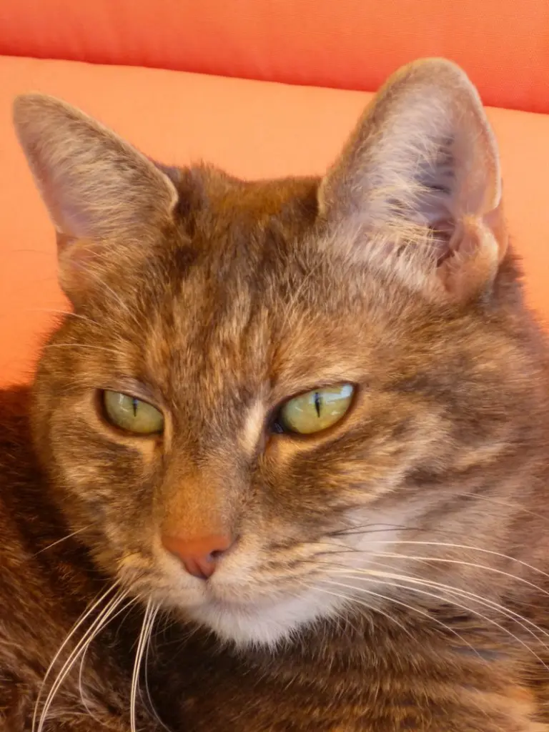 Condolence image of Sabine mit Tigerchen im Herzen
