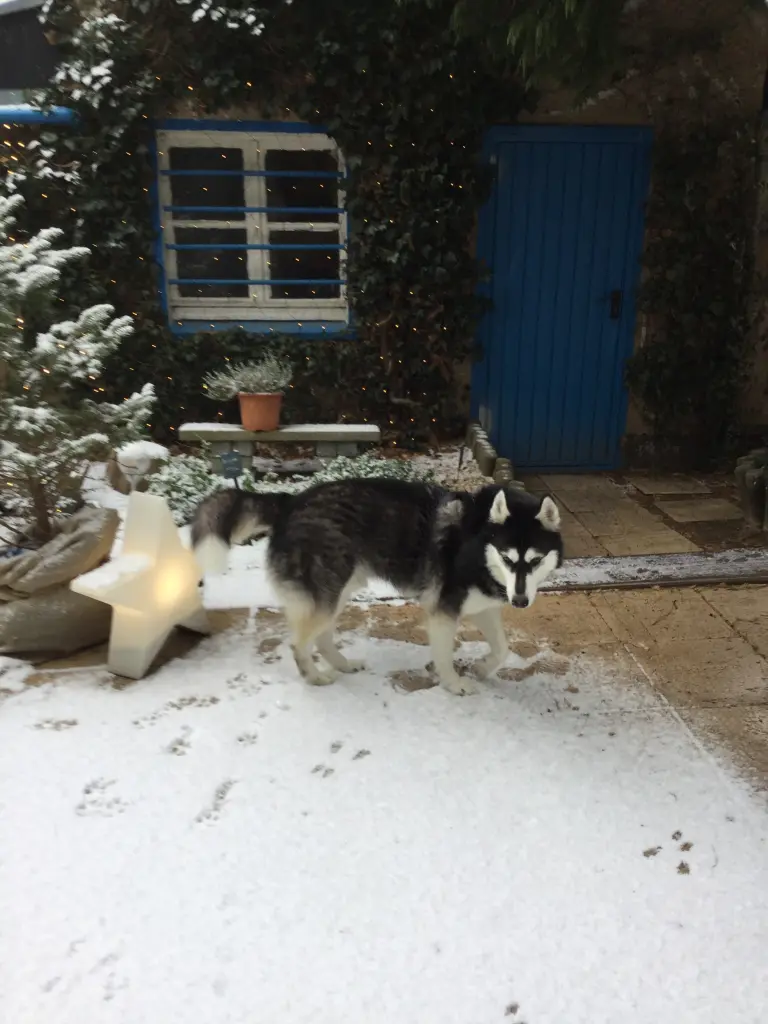 Condolence image of Bettina und Georg mit Seelenhund Eskimo
