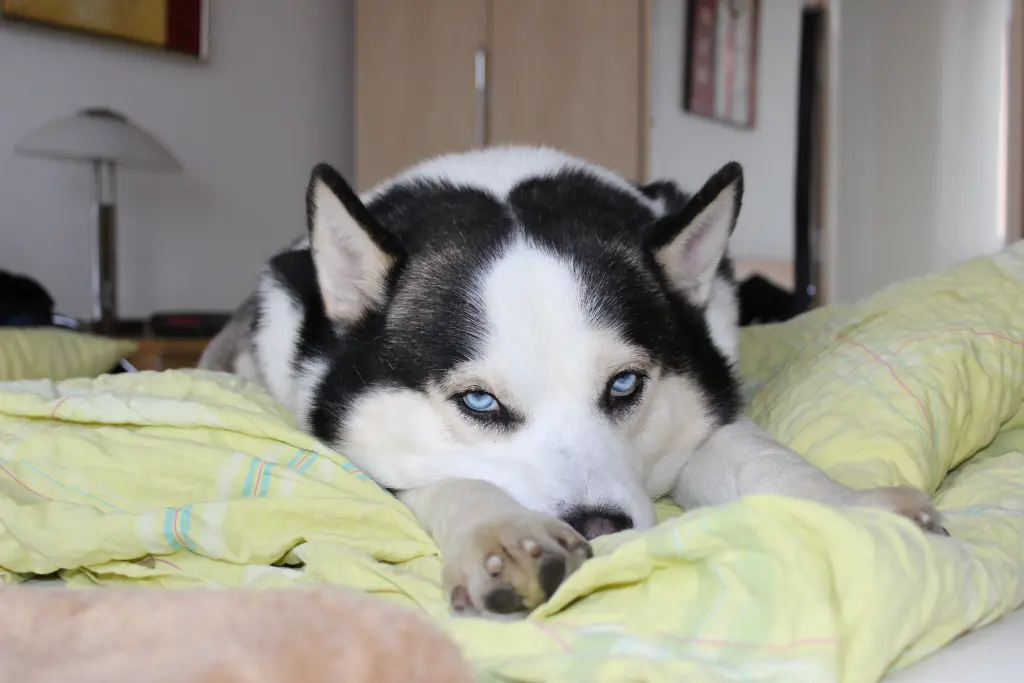 Image from Inuk