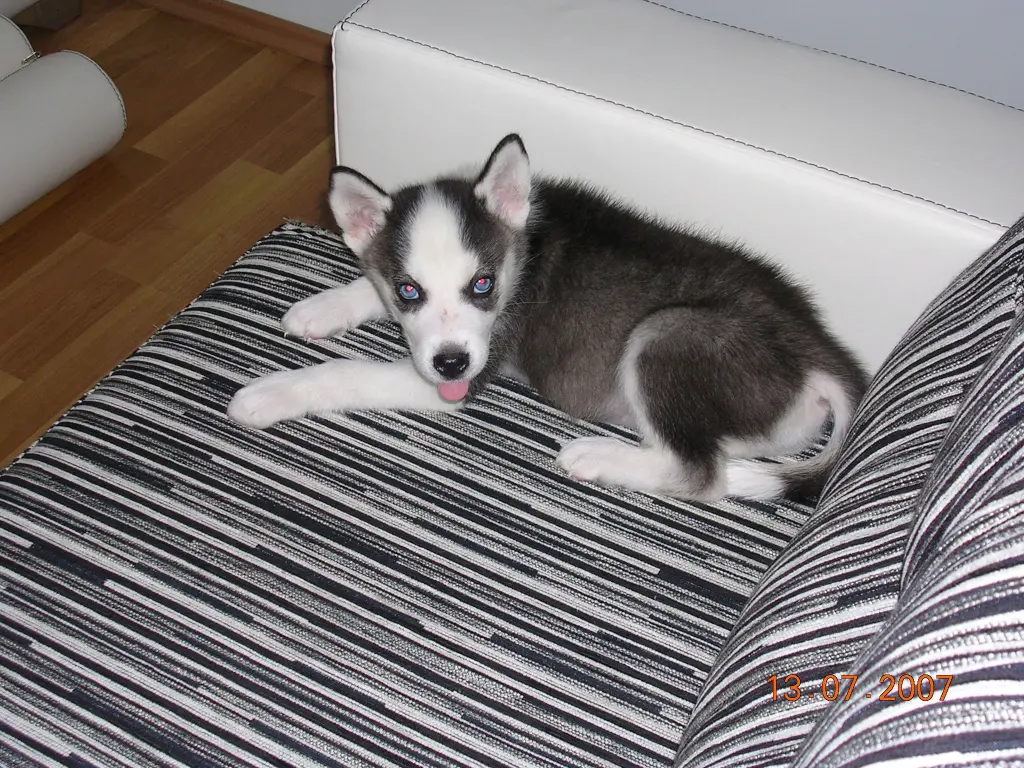 Image from Inuk