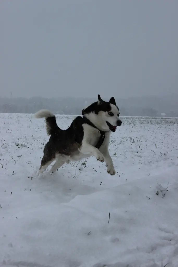 Image from Inuk