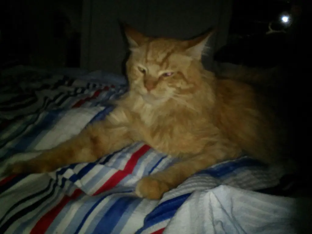 Andachtsbild von Papa und Mama 