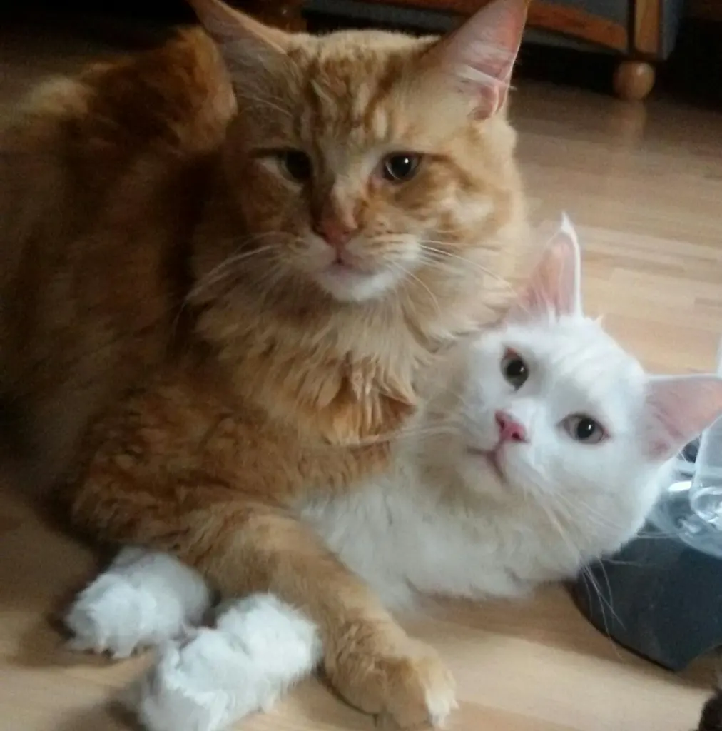 Andachtsbild von Papa u.Mama