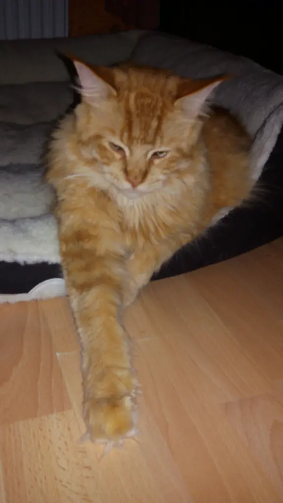 Andachtsbild von Papa u.Mama