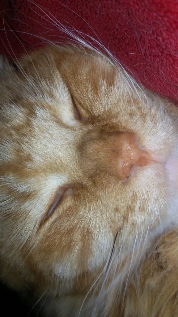 Andachtsbild von Papa und Mama