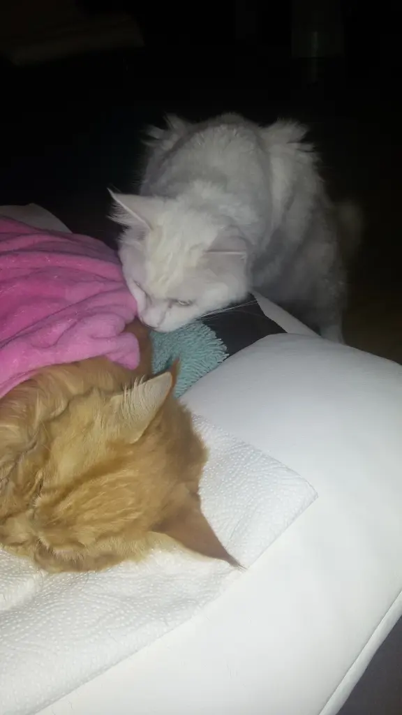 Andachtsbild von Papa und Mama