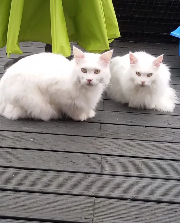 Andachtsbild von Kasper Flöckchen