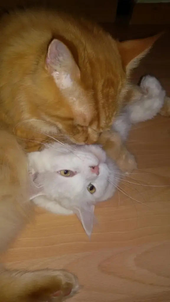 Andachtsbild von Papa und Mama