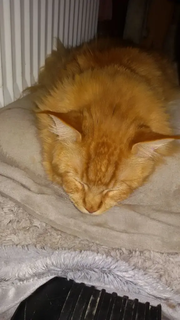 Andachtsbild von Papa und Mama