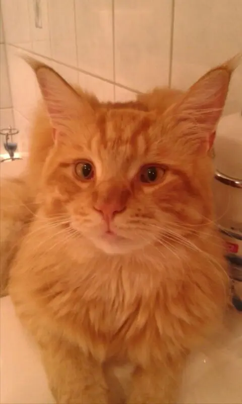 Andachtsbild von PapaP und Mama 