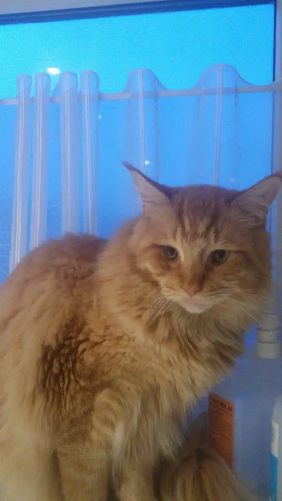 Andachtsbild von Papa und Mama