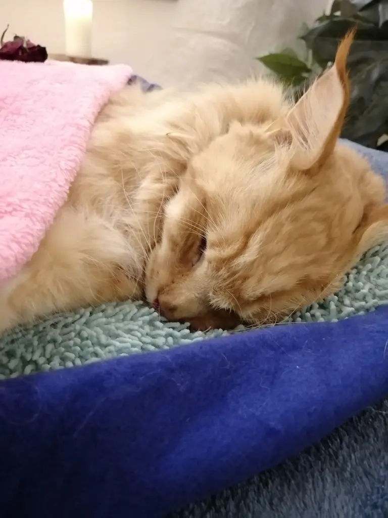 Andachtsbild von Papa u.Mama