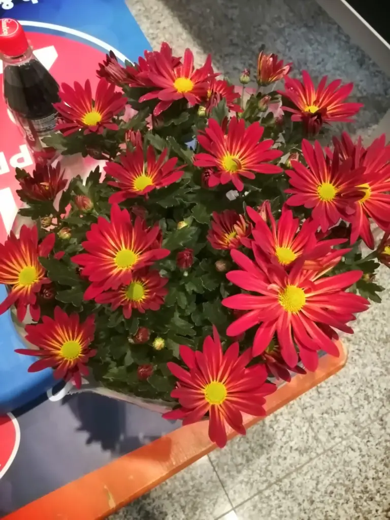 Andachtsbild von Papa und Mama 