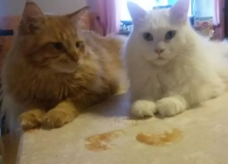 Andachtsbild von Papa und Mama