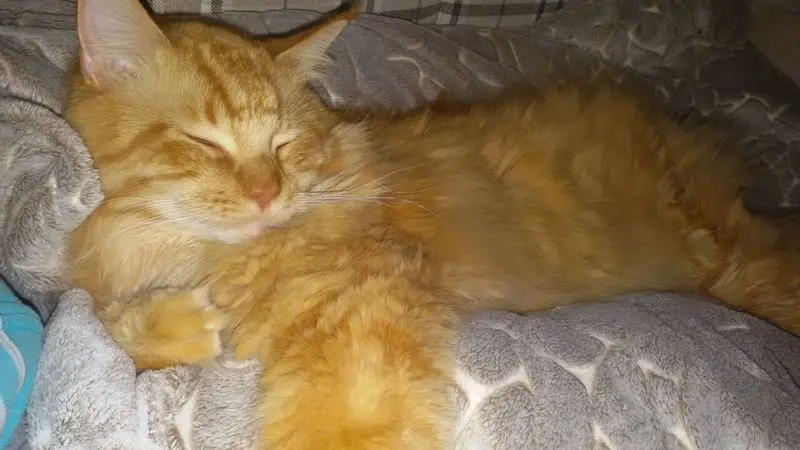 Andachtsbild von Papa und Mama