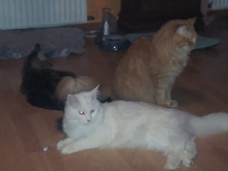 Andachtsbild von Papa und Mama