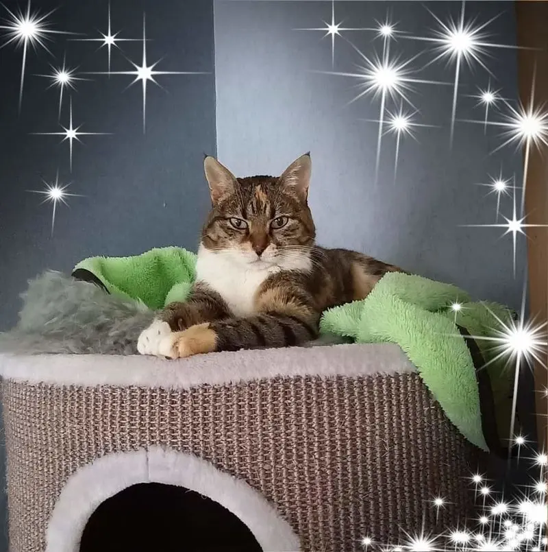 Andachtsbild von Sigrid