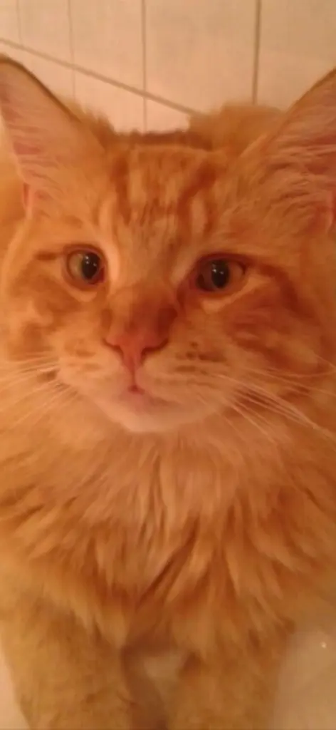 Andachtsbild von Papa und Mama 