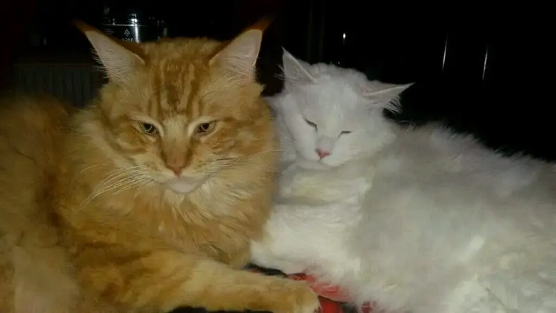 Andachtsbild von Papa und Mama 