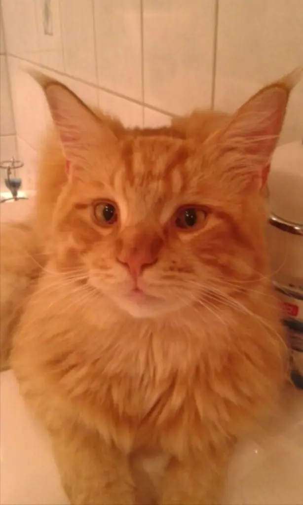 Andachtsbild von Papa und Mama 