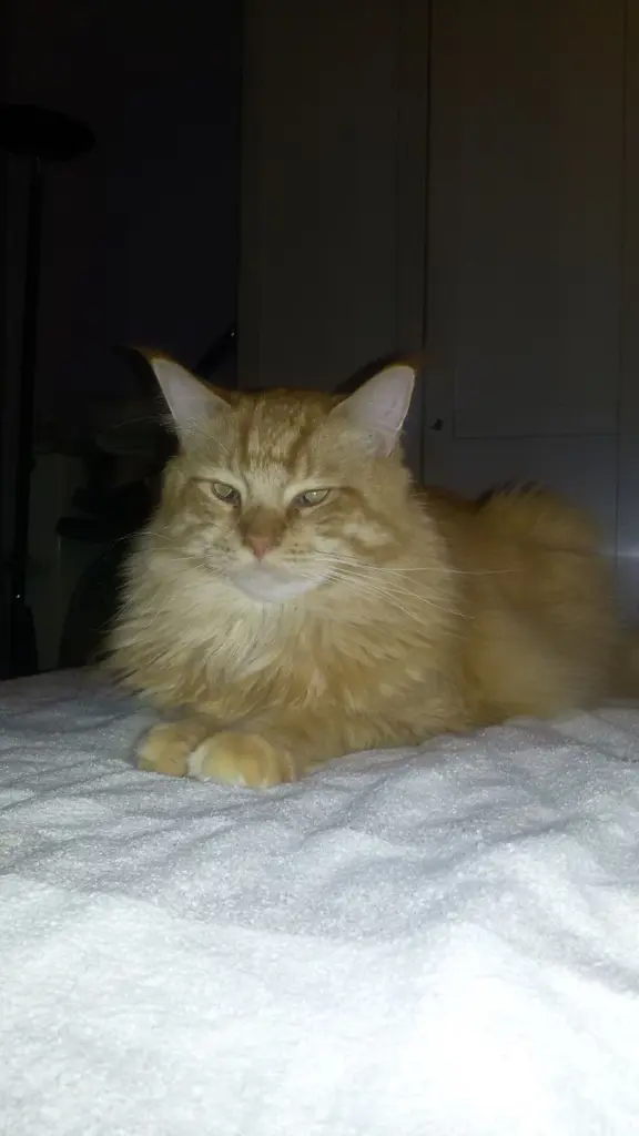 Andachtsbild von Papa und Mama 