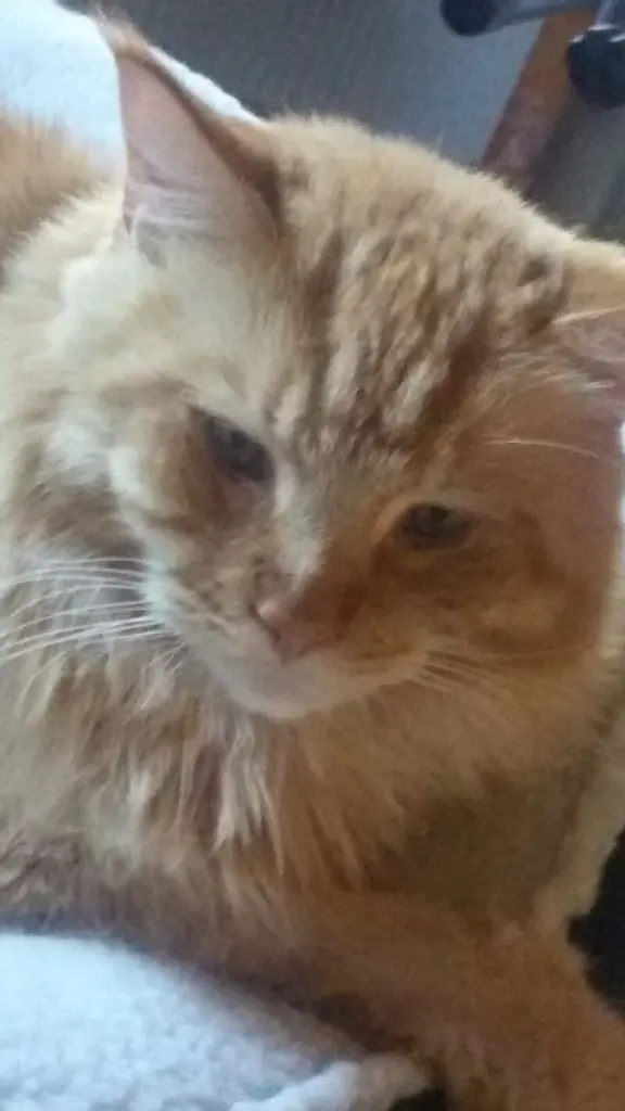 Andachtsbild von Papa und Mama 