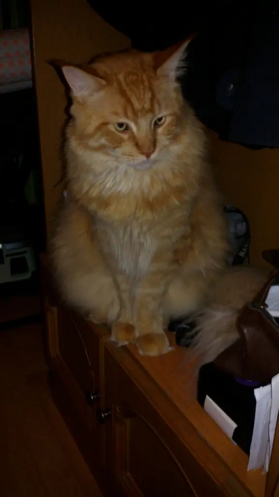 Andachtsbild von Papa und Mama 