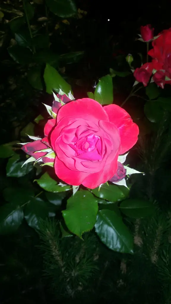 Andachtsbild von Papa und Mama 