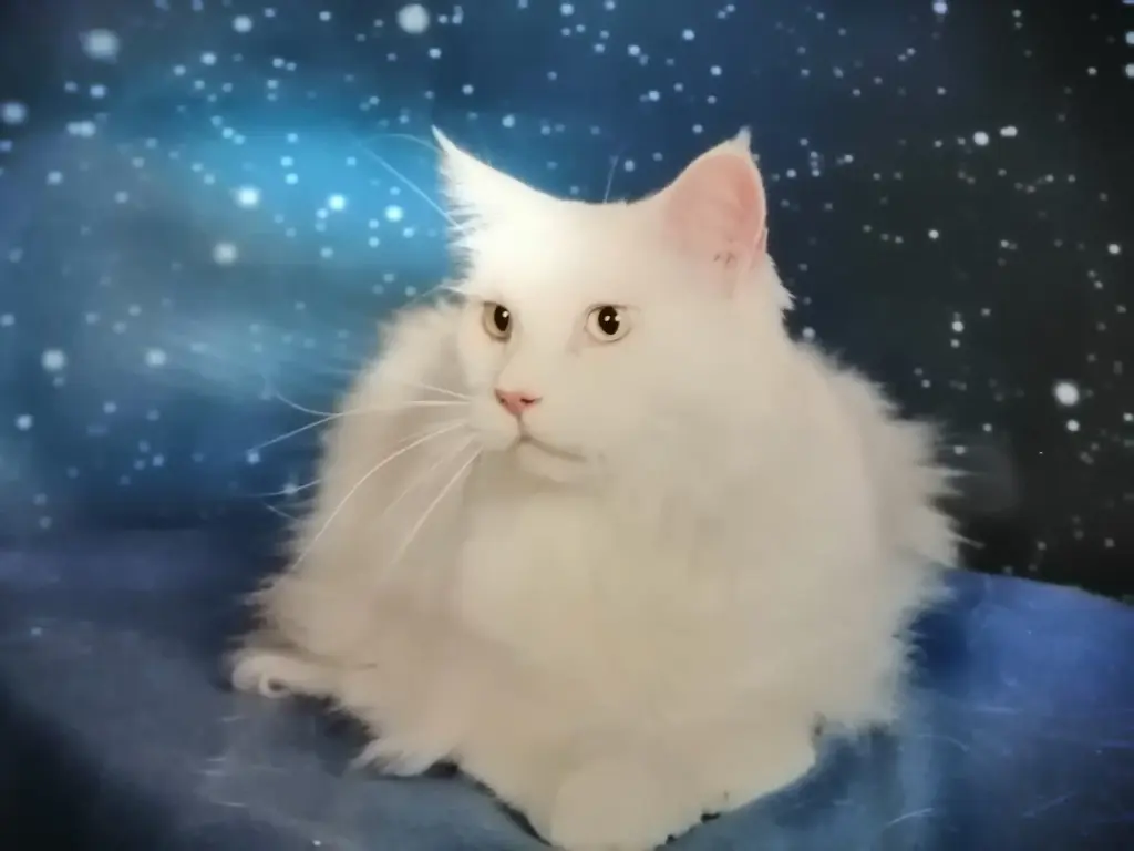 Andachtsbild von Papa und Mama 