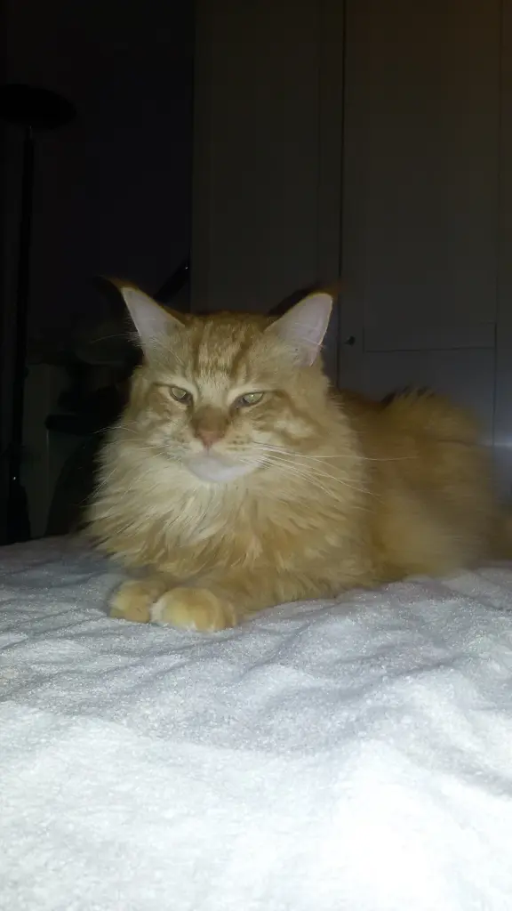 Andachtsbild von Papa und Mama