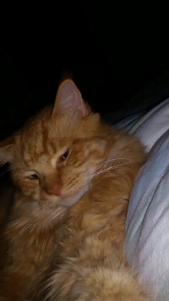 Andachtsbild von Papa und Mama 