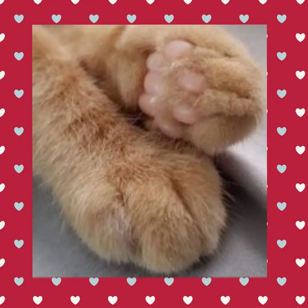 Andachtsbild von Sabine mit Kaspar & Jessy tief im ❤️