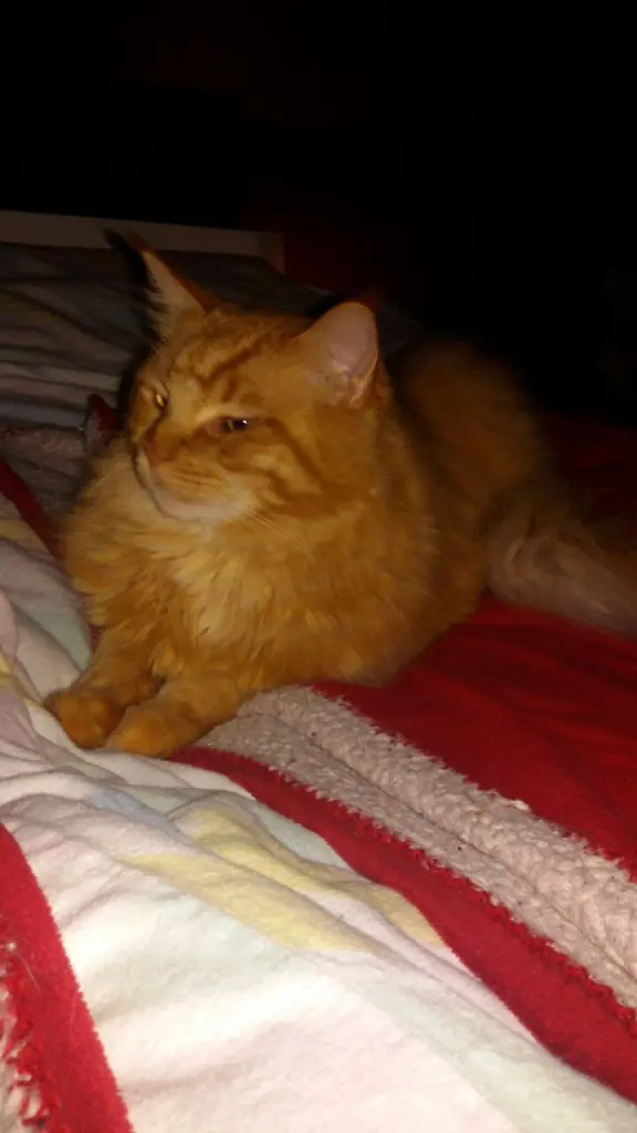 Andachtsbild von Papa u Mama 