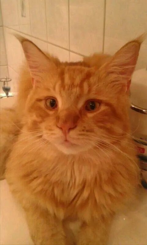 Andachtsbild von Papa u Mama 